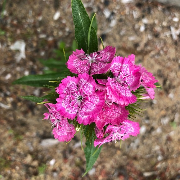 Make reasonable offer - Picture 9 of 15